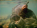 Close up underwater shot of 